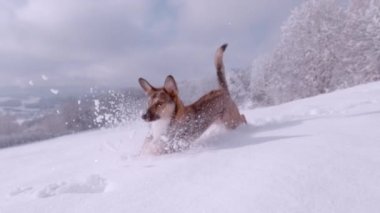 SLOW MOTION, CLOSE UP: Sweet brown mixed breed dog running in deep fresh snow after snowball. Cute furry doggo enjoys jumping around snow-covered garden. Amazing snowy winter day in the countryside.