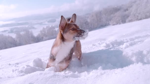 スローモーション クローズアップ 混合品種の羊飼いの犬が実行され 新鮮な秋の雪の上にジャンプします 新鮮な秋の雪の上で犬と遊ぶ美しい冬の日 雪の上の庭で楽しむかわいい毛皮の友人 — ストック動画