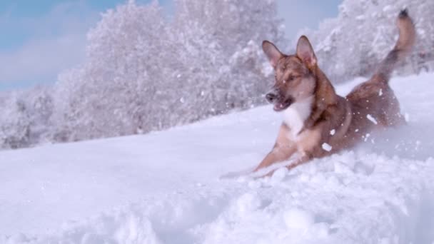 Slow Motion Close Young Brown Shepherd Dog Enjoys Running Playing — Vídeos de Stock