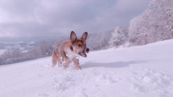 Slow Motion Close Snowy Countryside Playful Dog Running Powder Snow — Video Stock