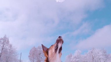 SLOW MOTION: Close-up view of adorable dog catching big snowball with its mouth. Playful doggy enjoys jumping around and playing with fresh snow in snow-covered garden on a beautiful sunny winter day.
