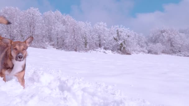 スローモーション 晴れた日に深い新鮮な雪の中で実行されているかわいい茶色の羊飼いの犬 新雪の後の美しい冬の日に雪の庭で楽しい時間を過ごしている愛らしい毛皮の友人 — ストック動画