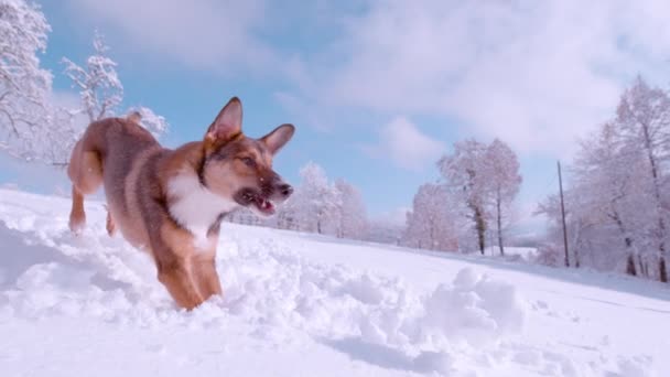 Slow Motion Energetic Cute Young Dog Jumps Flying Snowball Fresh — 비디오
