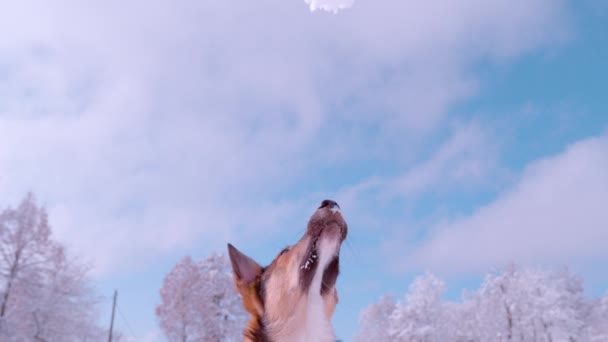 Slow Motion Close View Adorable Dog Catching Big Snowball Its — Video