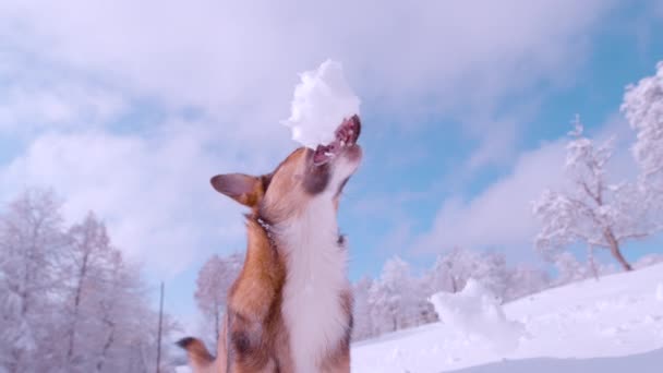 Slow Motion Adorable Winter Moment Cute Brown Dog Catching Flying — Video Stock