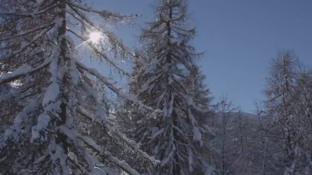 Antenn Vinter Träden Täcks Snö — Stockvideo