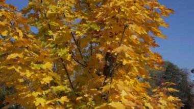 Hava: Sonbaharda akçaağaç ağaç çevresinde