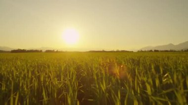 Anteni: Düşük uçuş buğday alanın üzerine güneş doğarken