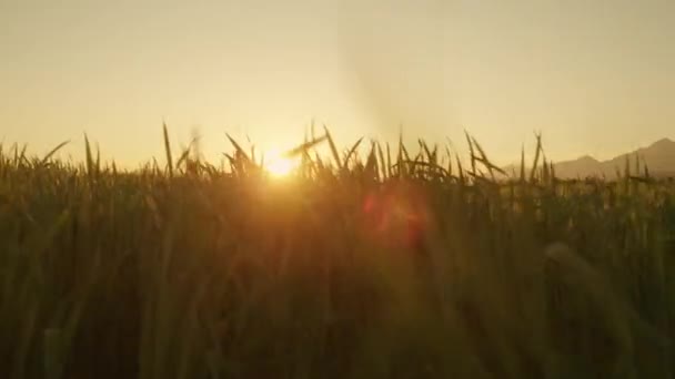 Low Motion Sol Brilhando Através Campo Trigo — Vídeo de Stock