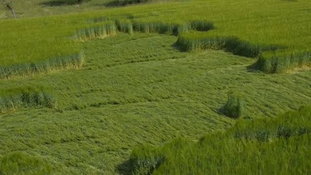 Aerial Αγρογλυφικά Ένα Χωράφι Πράσινο Σιτάρι — Αρχείο Βίντεο