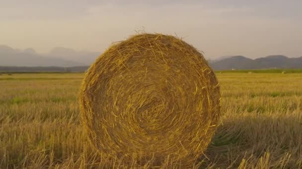 Бейл Сіна Лежить Полі Заході Сонця — стокове відео