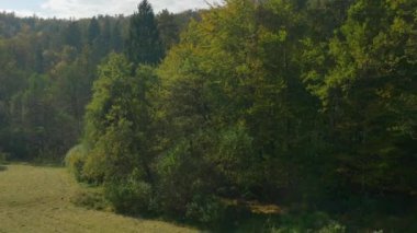 AERIAL: Flying above green forest glade and over lush deciduous ands spruce trees 