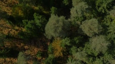 Hava: bir ormandaki uzun sonbahar ağaçlar uçan