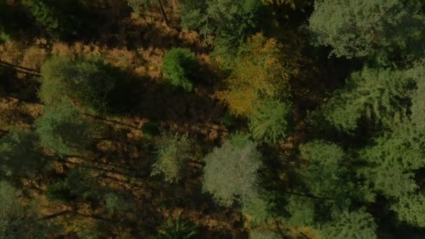 Anteni Sonbahar Ormanda Kuşbakışı Bakış Açısı — Stok video