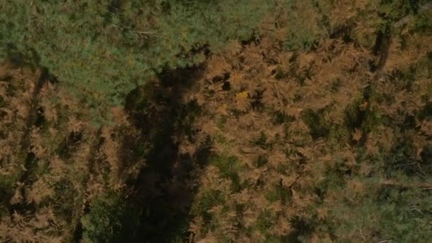 Aerial Colorful Autumn Forest Bird Perspective — Stockvideo