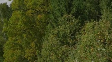 Anteni: Sonbahar orman elektrik hatları