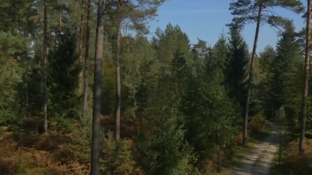 Anteni Sonbahar Çam Ağacı Orman — Stok video