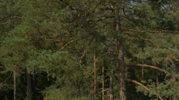 Εναέρια Στενή Επάνω Πευκοδάσος Δέντρων Φθινόπωρο — Αρχείο Βίντεο