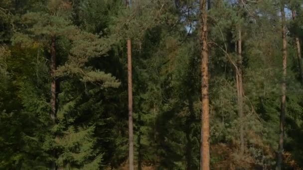 Aerial Sobrevoando Árvore Sobre Floresta — Vídeo de Stock