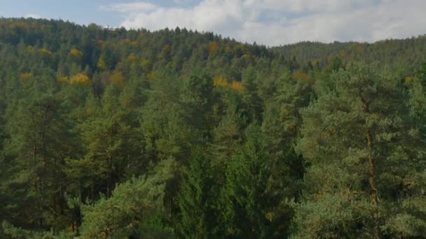 Aerial Bela Floresta Colorida Outono — Vídeo de Stock