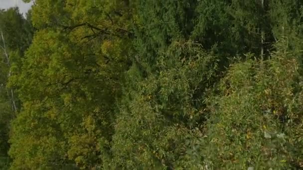 电气线路在秋天的树林后面 — 图库视频影像