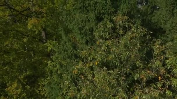 电气线路在多彩的秋天的树林后面 — 图库视频影像