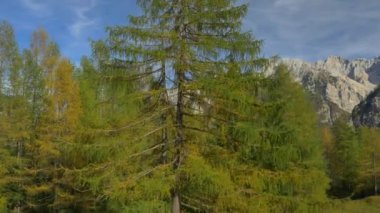 Hava: yemyeşil Karaçam ağacı üzerinde bir dağın üzerinde uçan