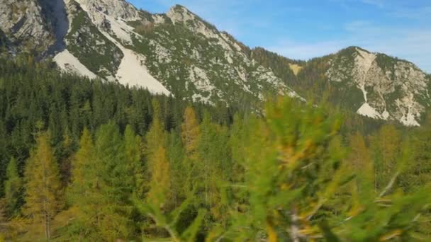 Aerial Flying Yellow Larch Tree Mountains — Stock Video