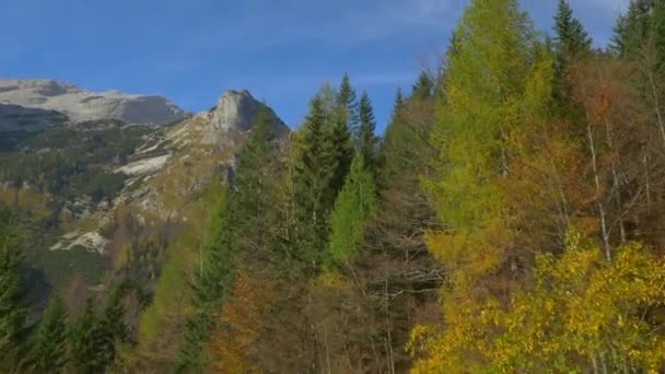 Aerial Flying Colored Autumn Forest — Stockvideo