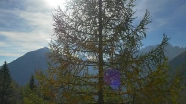 Aerial Soarele Strălucește Prin Copacul Colorat Toamna — Videoclip de stoc