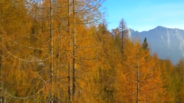 Aerial Floresta Outono Incrivelmente Colorida Nas Montanhas — Vídeo de Stock
