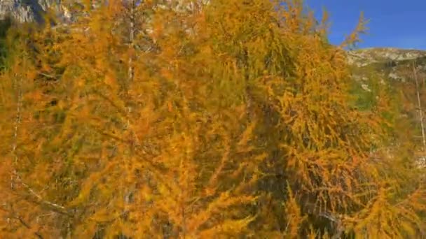 在大落叶松周围飞舞 燃烧着黄色的枝叶 美丽的阳光明媚的秋天在阿尔卑斯山里 — 图库视频影像