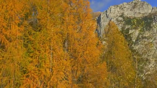 Aerial Cores Incríveis Outono Nas Montanhas — Vídeo de Stock