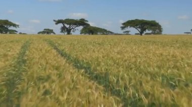 Anteni: Buğday alanları Kenya