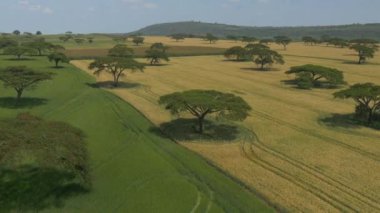 Anteni: Sarı ve yeşil buğday alanı