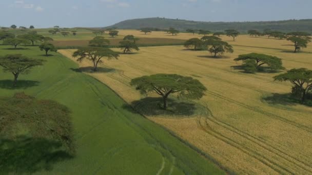 Aerial Câmp Grâu Galben Verde — Videoclip de stoc