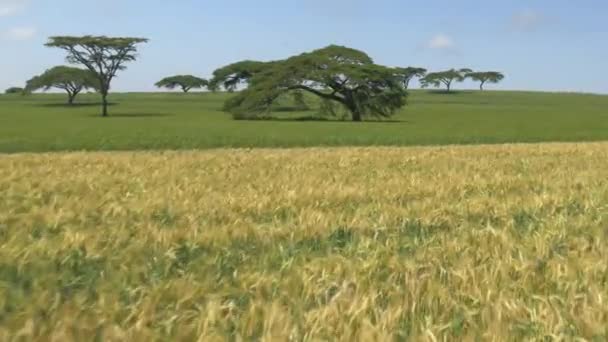 노란색 케냐에서 — 비디오