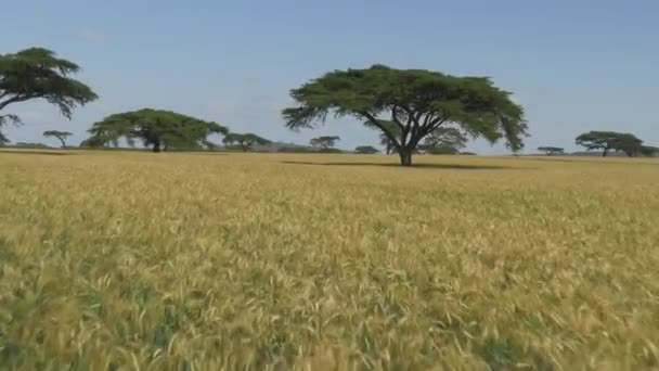Aerial Flying Golden Wheat Field Africa — Stock Video