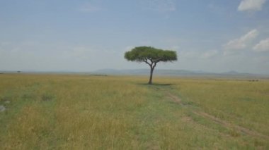 Anteni: Yalnızlık ağaç Afrika Savannah