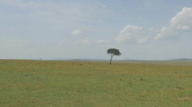 Anteni: Yalnız ağaç ufukta