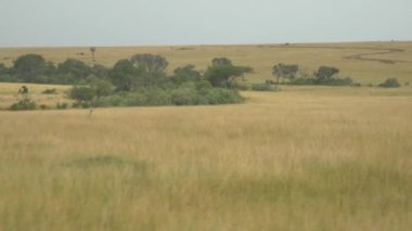 Driving through vast African savannah in Masai Mara, Kenya