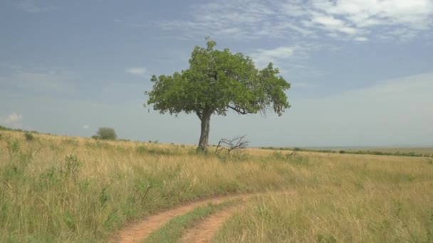 Аэриал Дерево Африканской Сафари — стоковое видео