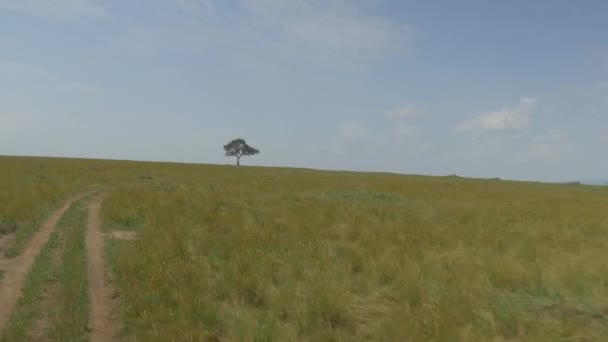 Fahrt Durch Afrikanische Safari Gegen Einsamen Baum — Stockvideo