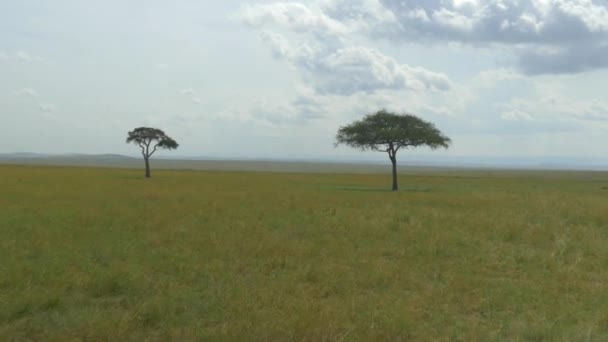 Aerial Two Lonely Acacia Trees African Safari — Stock Video