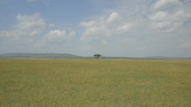 Aerial Árbol Solitario Prado Amarillo África — Vídeos de Stock