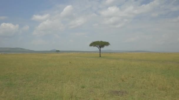 Antenne Einsamer Baum Auf Gelber Wiese — Stockvideo