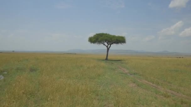 Anténa Samota Strom Africké Savany — Stock video