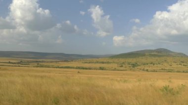 Anteni: Kenya safari, Masai Mara şaşırtıcı.