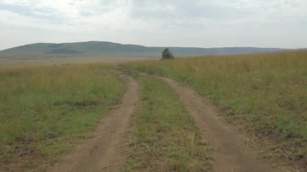 Rijden Een Onverharde Weg Afrikaanse Safari — Stockvideo