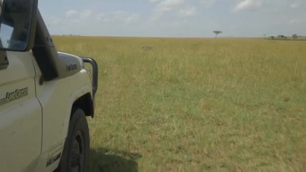 通过非洲野生动物园驾驶吉普车 — 图库视频影像